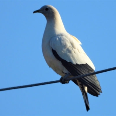 Ducula spilorrhoa (Torresian Imperial-Pigeon) at Ingham, QLD - 8 Oct 2020 by TerryS