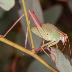 Caedicia simplex (Common Garden Katydid) at Symonston, ACT - 10 Jan 2022 by rawshorty