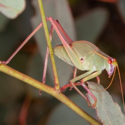 Caedicia simplex (Common Garden Katydid) at Symonston, ACT - 10 Jan 2022 by rawshorty