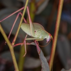 Caedicia simplex at Symonston, ACT - 10 Jan 2022