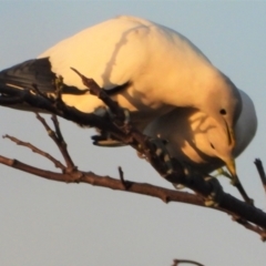 Ducula spilorrhoa (Torresian Imperial-Pigeon) at Ingham, QLD - 9 Oct 2020 by TerryS