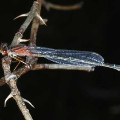 Xanthagrion erythroneurum (Red & Blue Damsel) at Wollogorang, NSW - 9 Jan 2022 by jbromilow50