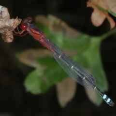 Xanthagrion erythroneurum (Red & Blue Damsel) at Wollogorang, NSW - 9 Jan 2022 by jbromilow50