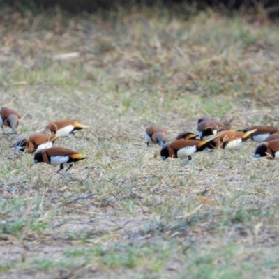 Lonchura castaneothorax (Chestnut-breasted Mannikin) at Gairloch, QLD - 16 Oct 2020 by TerryS