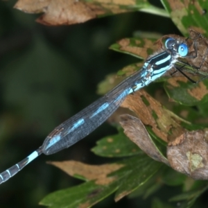 Austrolestes annulosus at Wollogorang, NSW - 9 Jan 2022