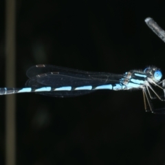 Austrolestes annulosus at Wollogorang, NSW - 9 Jan 2022