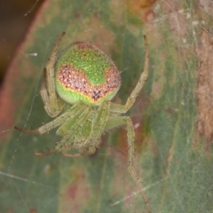 Araneus circulissparsus (species group) (Speckled Orb-weaver) at Jerrabomberra, ACT - 10 Jan 2022 by rawshorty