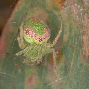 Araneus circulissparsus (species group) at Jerrabomberra, ACT - 10 Jan 2022