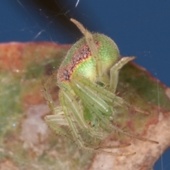 Araneus circulissparsus (species group) at Jerrabomberra, ACT - 10 Jan 2022