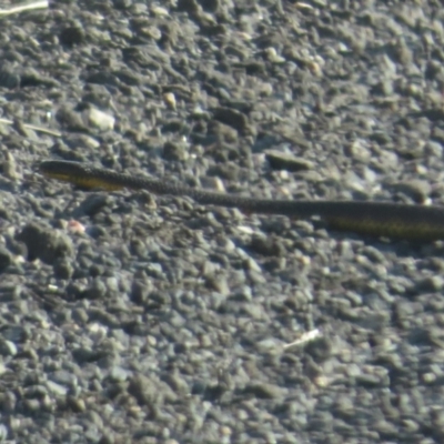 Notechis scutatus (Tiger Snake) at Wollogorang, NSW - 10 Jan 2022 by Christine