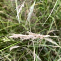 Rytidosperma sp. (Wallaby Grass) at Googong, NSW - 11 Jan 2022 by Wandiyali