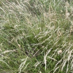 Rytidosperma sp. at Googong, NSW - 11 Jan 2022 09:00 AM