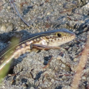 Ctenotus robustus at Lake George, NSW - 10 Jan 2022