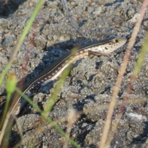 Ctenotus robustus at Lake George, NSW - 10 Jan 2022