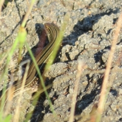 Ctenotus robustus at Lake George, NSW - 10 Jan 2022 06:59 PM