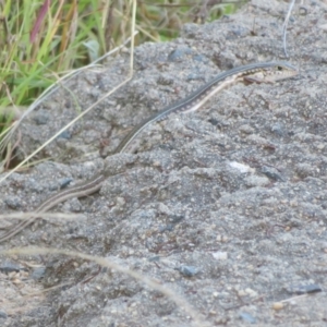 Ctenotus robustus at Lake George, NSW - 10 Jan 2022