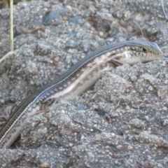 Ctenotus robustus at Lake George, NSW - 10 Jan 2022