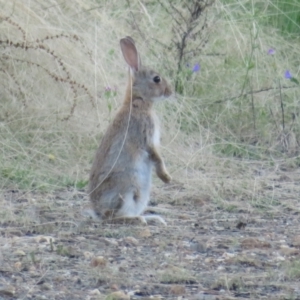 Oryctolagus cuniculus at Lake George, NSW - 10 Jan 2022 07:04 PM