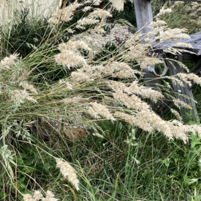 Rytidosperma (genus) (Wallaby Grass) at Googong, NSW - 11 Jan 2022 by Wandiyali