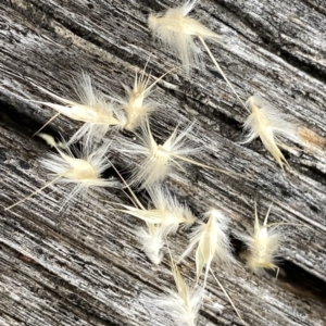 Rytidosperma sp. at Googong, NSW - 11 Jan 2022