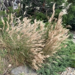 Rytidosperma (genus) (Wallaby Grass) at Googong, NSW - 11 Jan 2022 by Wandiyali