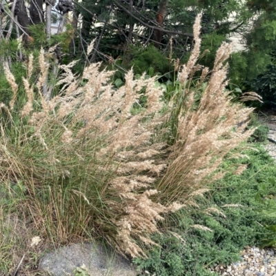 Rytidosperma sp. (Wallaby Grass) at Googong, NSW - 10 Jan 2022 by Wandiyali