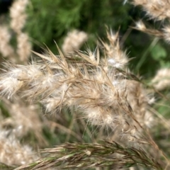 Rytidosperma sp. at Googong, NSW - 11 Jan 2022