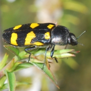 Castiarina australasiae at Cotter River, ACT - 3 Jan 2022