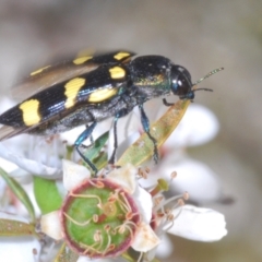 Castiarina australasiae at Cotter River, ACT - 3 Jan 2022