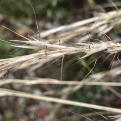 Rytidosperma racemosum (Striped Wallaby Grass) at Googong, NSW - 11 Jan 2022 by Wandiyali