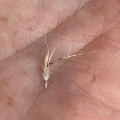 Rytidosperma racemosum at Googong, NSW - 11 Jan 2022 08:50 AM