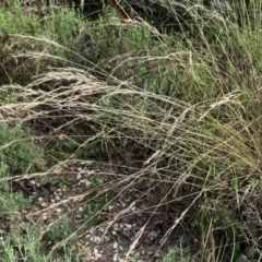 Rytidosperma racemosum at Googong, NSW - 11 Jan 2022 08:50 AM