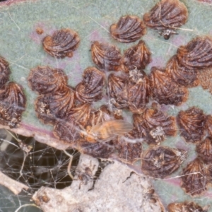 Spondyliaspis plicatuloides at Jerrabomberra, ACT - 29 Dec 2021