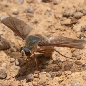 Comptosia sp. (genus) at Jerrabomberra, ACT - 10 Jan 2022