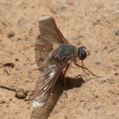 Comptosia (genus) at Jerrabomberra, ACT - 10 Jan 2022 01:12 PM