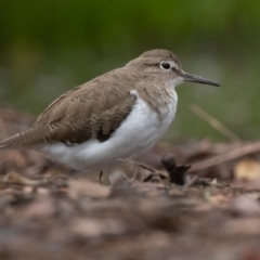 Actitis hypoleucos (Common Sandpiper) at Monash, ACT - 8 Jan 2022 by rawshorty