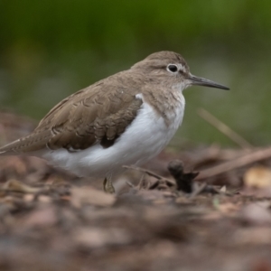 Actitis hypoleucos at Monash, ACT - 8 Jan 2022