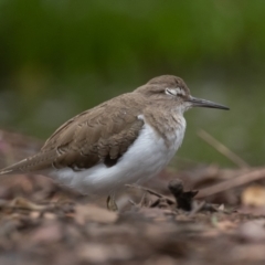 Actitis hypoleucos at Monash, ACT - 8 Jan 2022