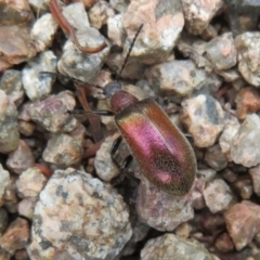 Metriolagria formicicola (Darkling beetle) at Mount Annan, NSW - 10 Jan 2022 by Christine