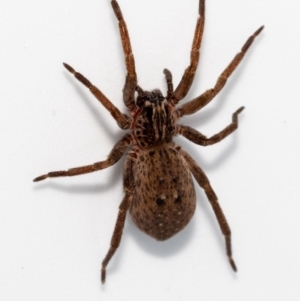 Mituliodon tarantulinus at Jerrabomberra, NSW - suppressed