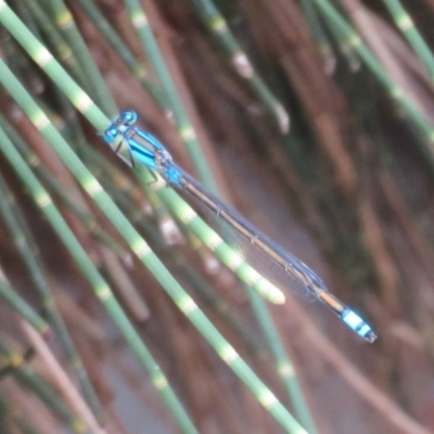 Unidentified Damselfly (Zygoptera) at Mount Annan, NSW - 10 Jan 2022 by Christine