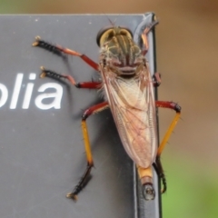 Colepia rufiventris at Mount Annan, NSW - 10 Jan 2022 by Christine