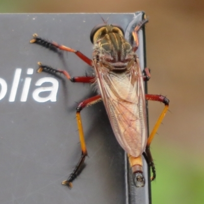 Colepia rufiventris at Mount Annan, NSW - 10 Jan 2022 by Christine