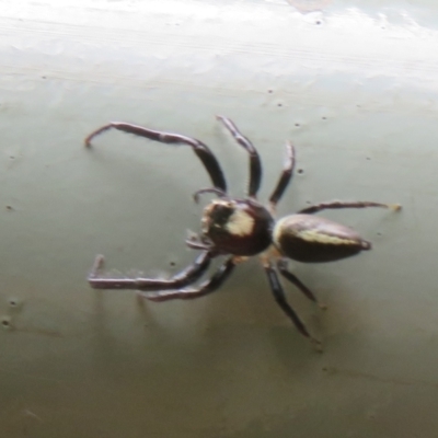 Opisthoncus sp. (genus) (Opisthoncus jumping spider) at Mount Annan, NSW - 10 Jan 2022 by Christine