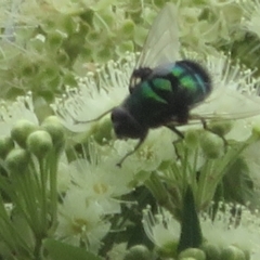 Unidentified True fly (Diptera) at Mount Annan, NSW - 10 Jan 2022 by Christine