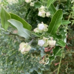 Araujia sericifera (Moth Plant) at Mount Ainslie to Black Mountain - 10 Jan 2022 by SilkeSma