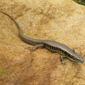 Eulamprus quoyii at Mount Annan, NSW - 10 Jan 2022