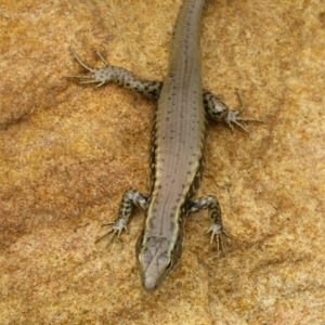 Eulamprus quoyii at Mount Annan, NSW - 10 Jan 2022