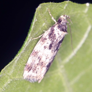 Barea confusella at O'Connor, ACT - 10 Jan 2022