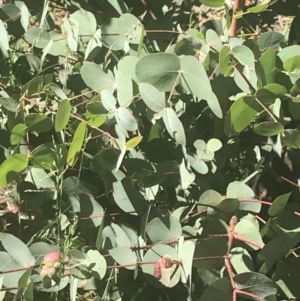 Eucalyptus dalrympleana subsp. dalrympleana at Booth, ACT - 2 Jan 2022